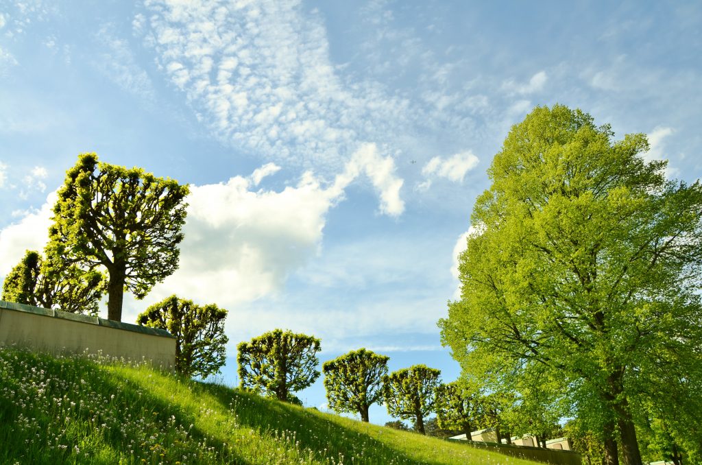 Bäume in einer Frühlingsparklandschaft